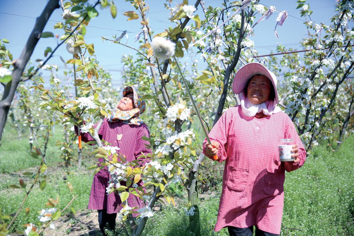 村民们正忙着进行人工授粉(徐慧 摄)