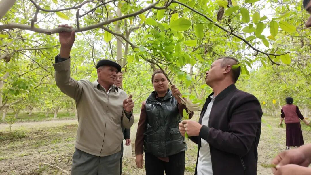 在技术人员的示范下,村民们正对核桃树进行科学疏除雄花作业(王旭 摄)