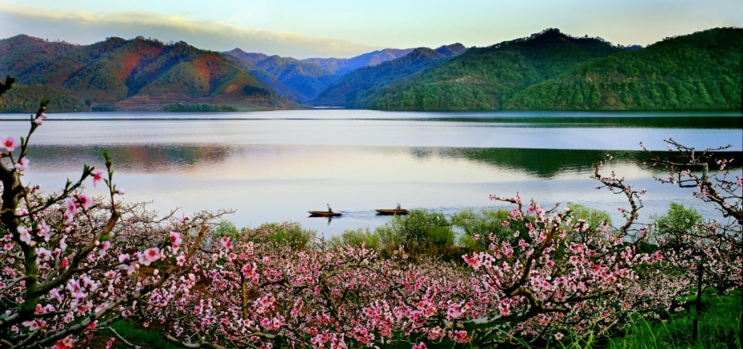 河口景区桃花(曲丹凤 摄)