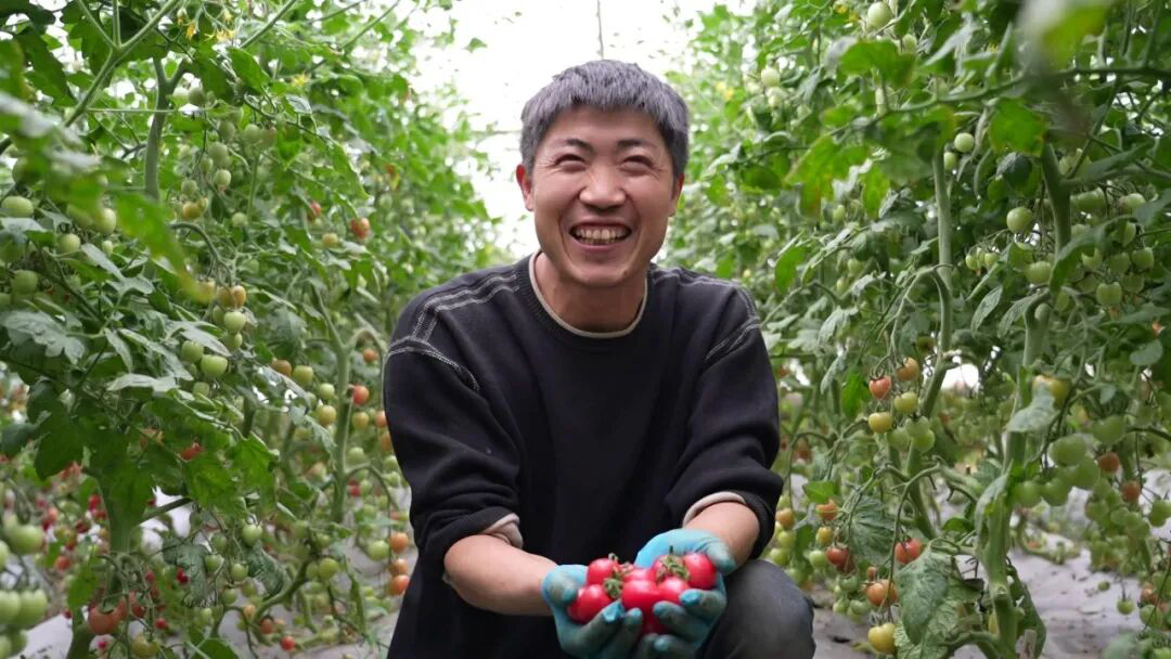 种植户喜丰收(帕孜丽亚·托乎尼亚孜 摄)