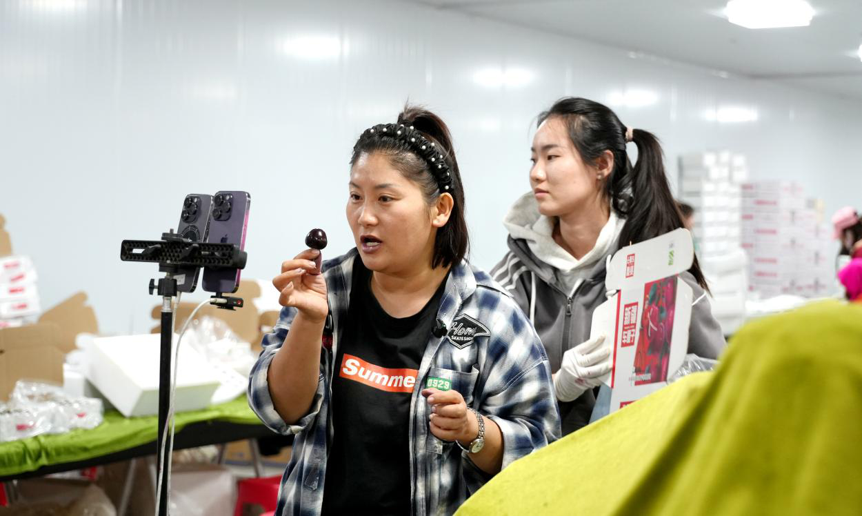 阿克苏万疆美果业有限公司工作人员在车间樱桃包装车间直播带货(赵新昌 摄)