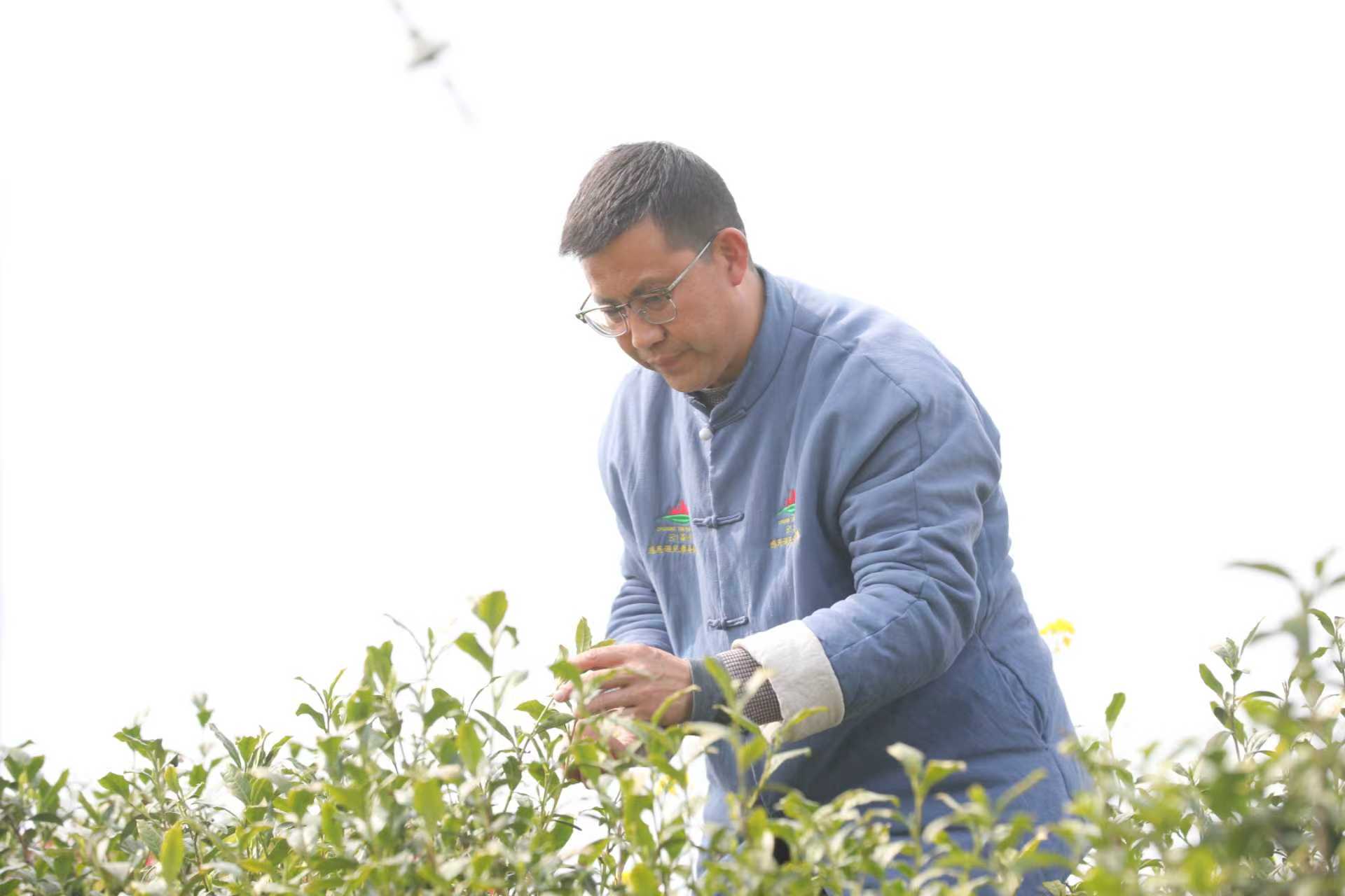 刘可佳在观察茶叶长势(杜福建 摄)