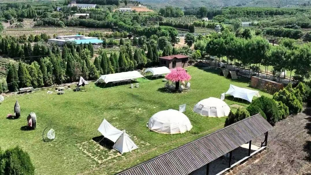 肥城市肥子茶园露营基地(张秀秀 摄)