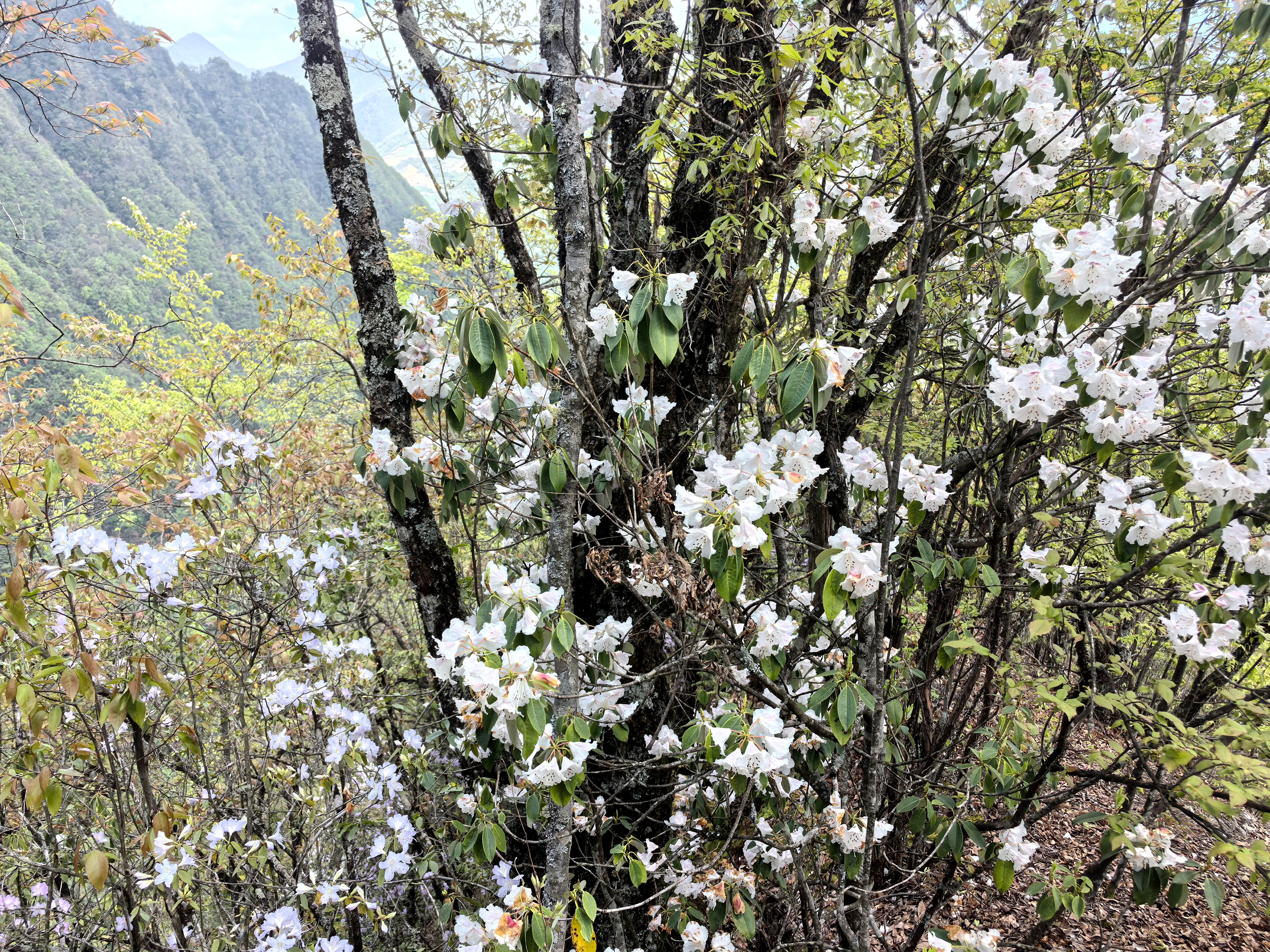 生长在堵河源保护区的罕见杜鹃(陈泽涛 摄)
