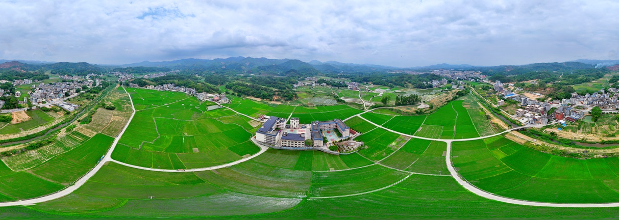 李燕萍水稻种植基地(喻湘传 摄)