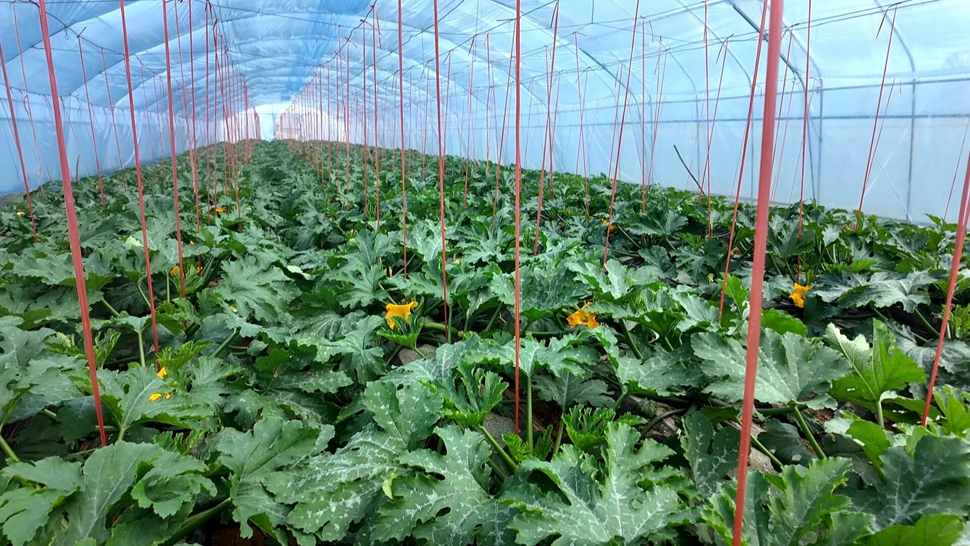 洮阳镇边家湾村大棚内蔬菜长势正茂(史海龙 摄)
