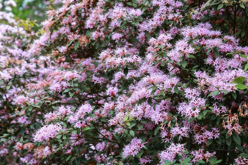 花团锦簇(陈秀妹 摄)