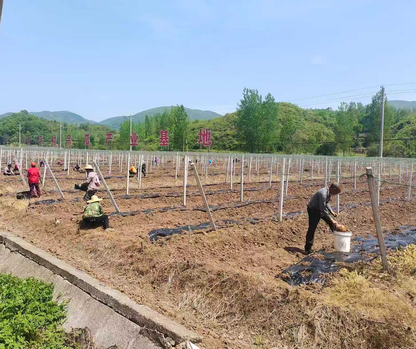 村民正在覆膜(赵玉龙 摄)