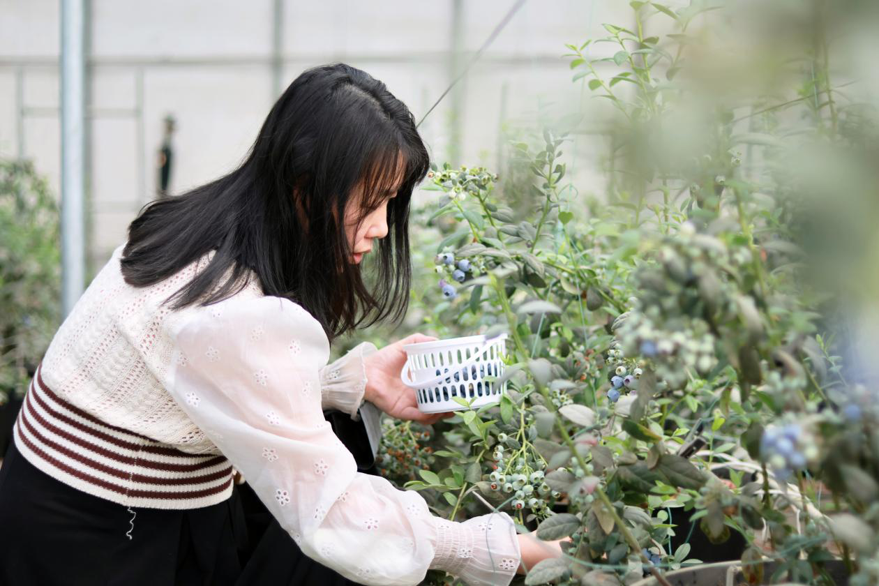 游客在温宿县稻花镇新村温室大棚采摘蓝莓(李贵军 摄)