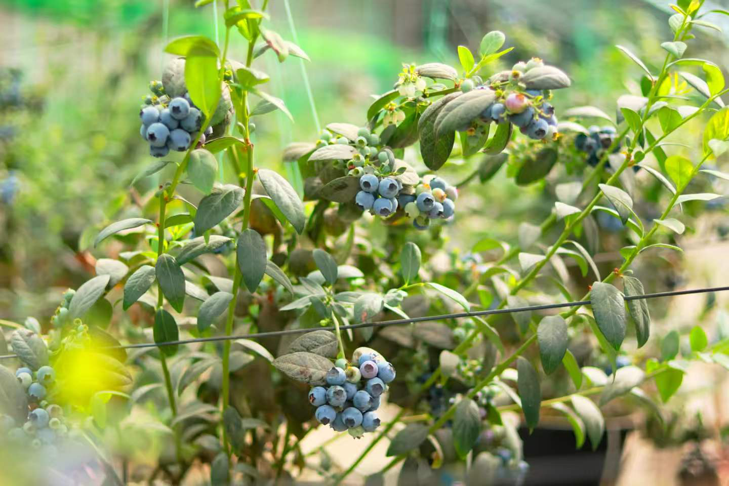 温宿县稻花镇新村温室大棚种植的蓝莓(李贵军 摄)