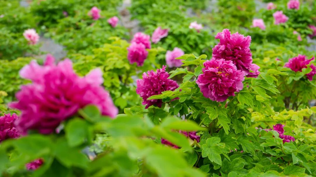 牡丹芍药园花开正盛(安荣轩 摄)
