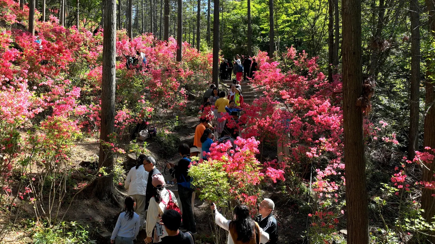 天曌山吸氧赏杜鹃(张文良 摄)