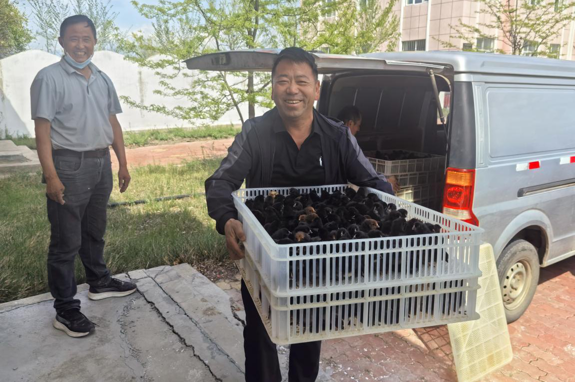郊区乡七里堡村村民领取免费鸡苗(努尔沙玛丽 摄)