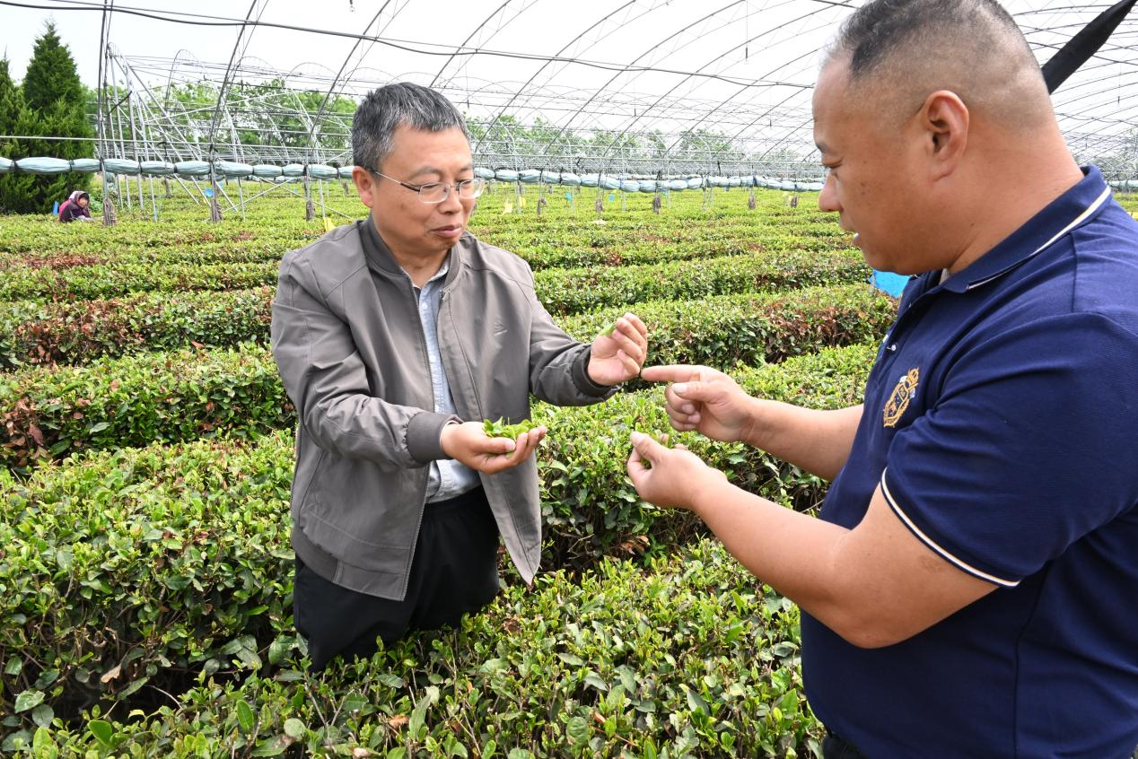 山东省青岛市即墨区农业农村局茶叶种植专家(左)向茶叶种植户讲解茶叶采摘技巧。(张涛 摄)