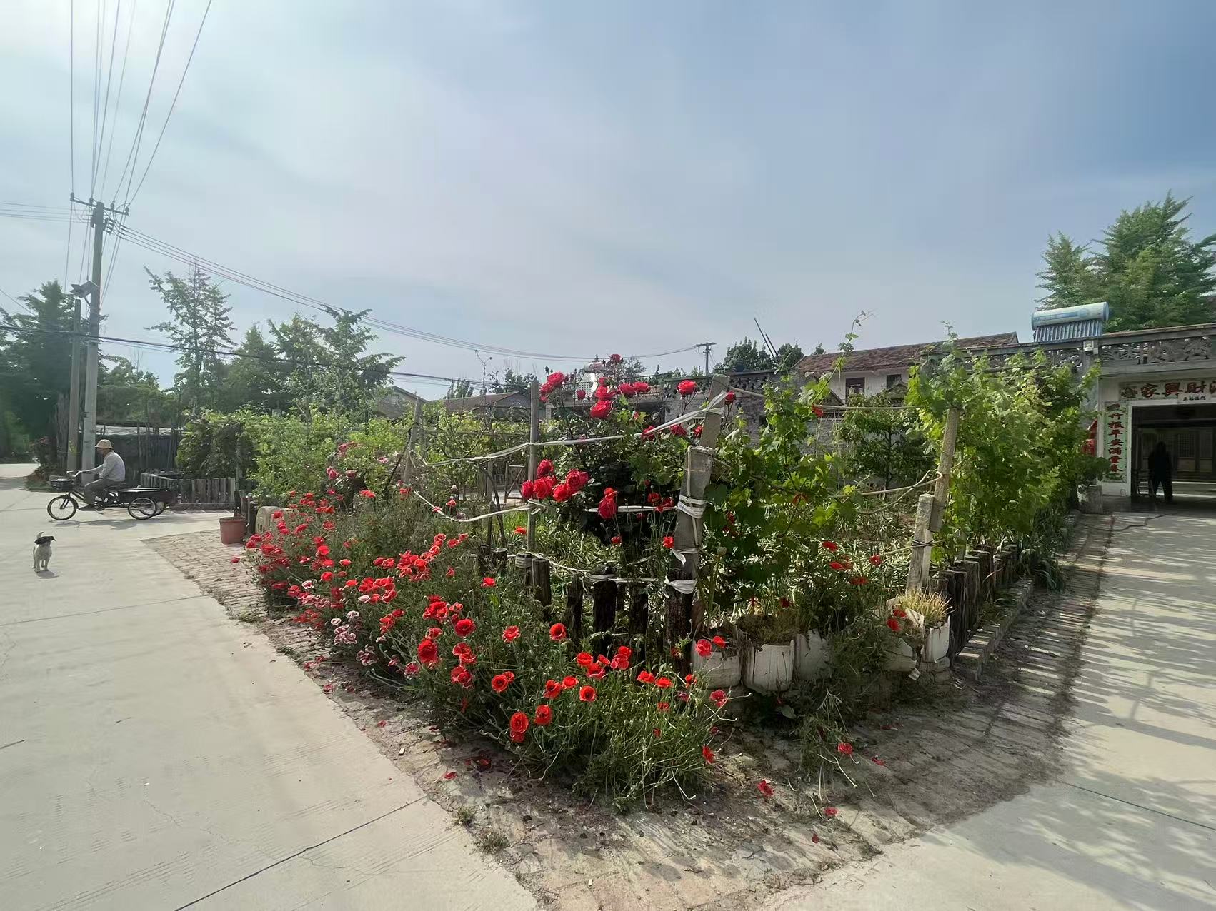 宅前屋后、田间地头的方寸小菜园(郭嫽 摄)
