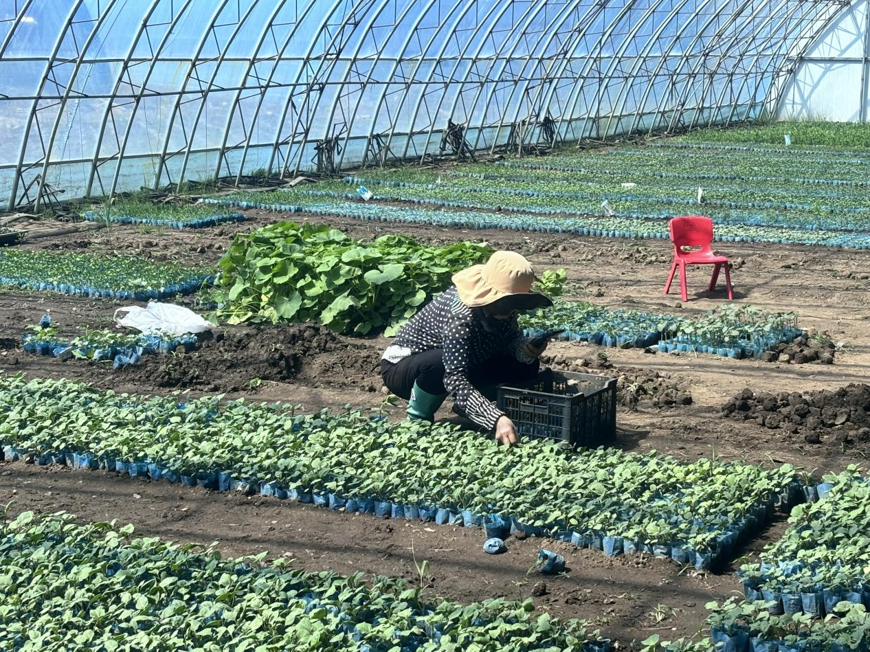 蔬菜育苗大棚(马可欣 摄)