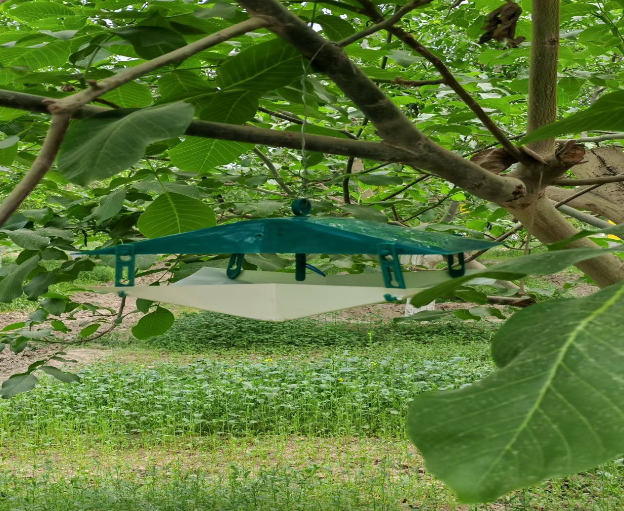 阿瓦提县推广绿色迷向防控技术(曹振兴 摄)