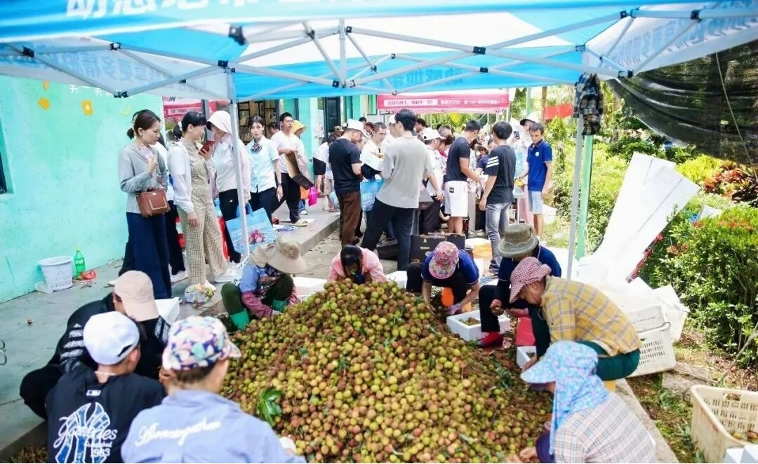 工人们正在分拣刚采摘的定安荔枝(程守满 摄)