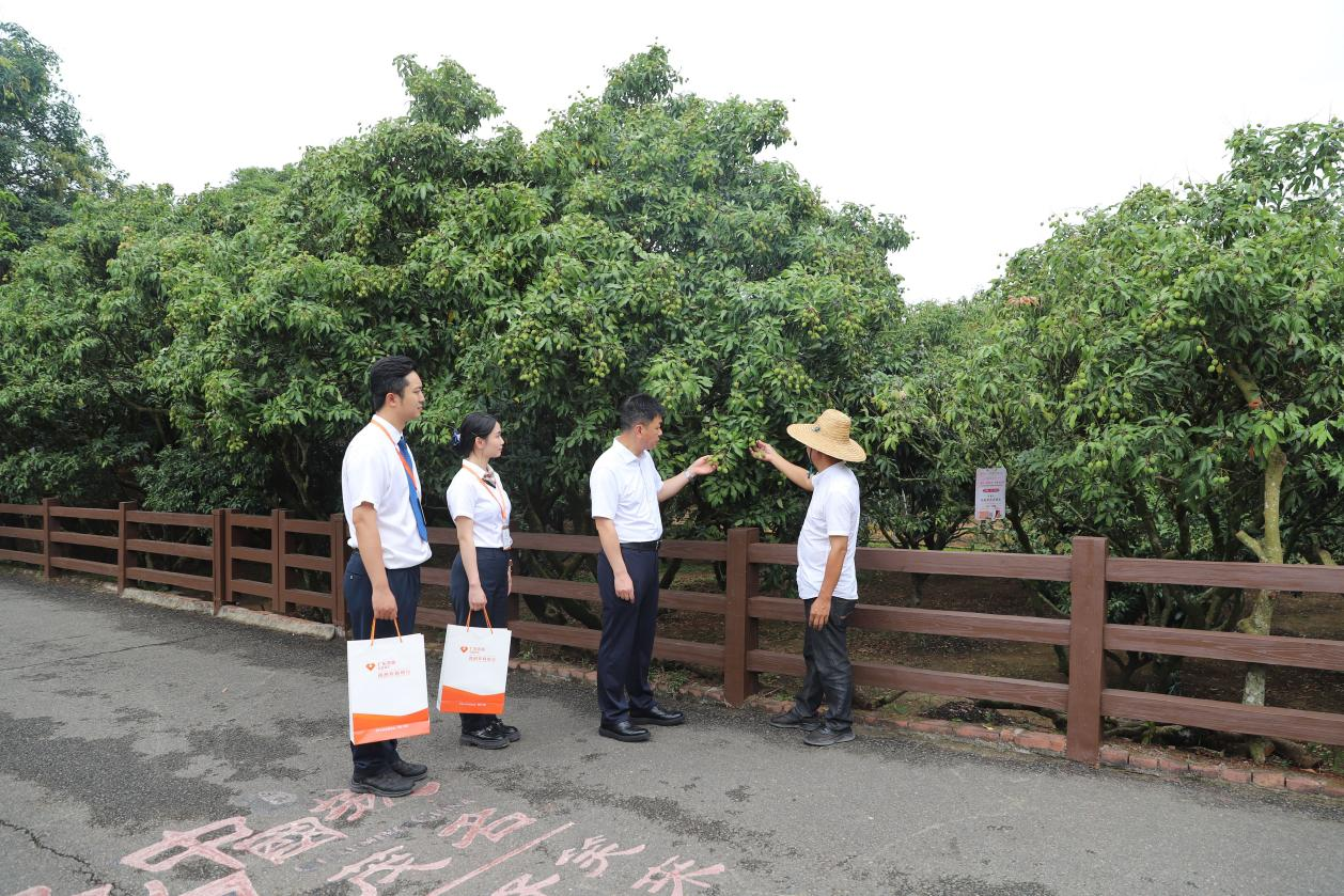 银行工作人员深入荔枝种植基地,实地了解农户融资需求 (陈燕 摄) 配图1