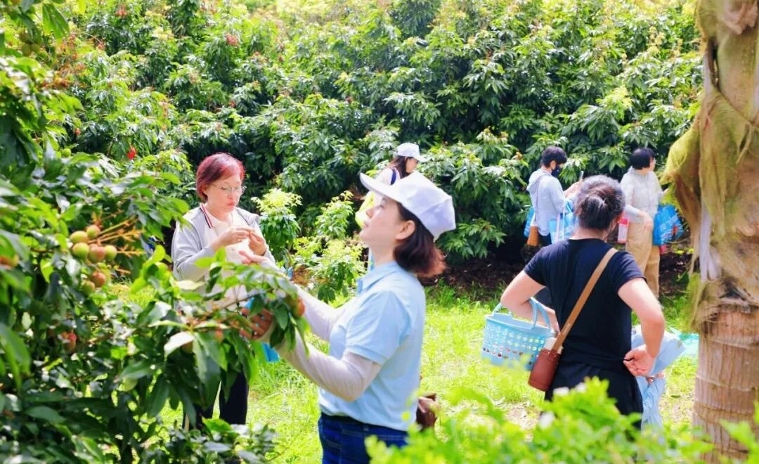 游客走进荔枝园体验采摘乐趣(程守满 摄)