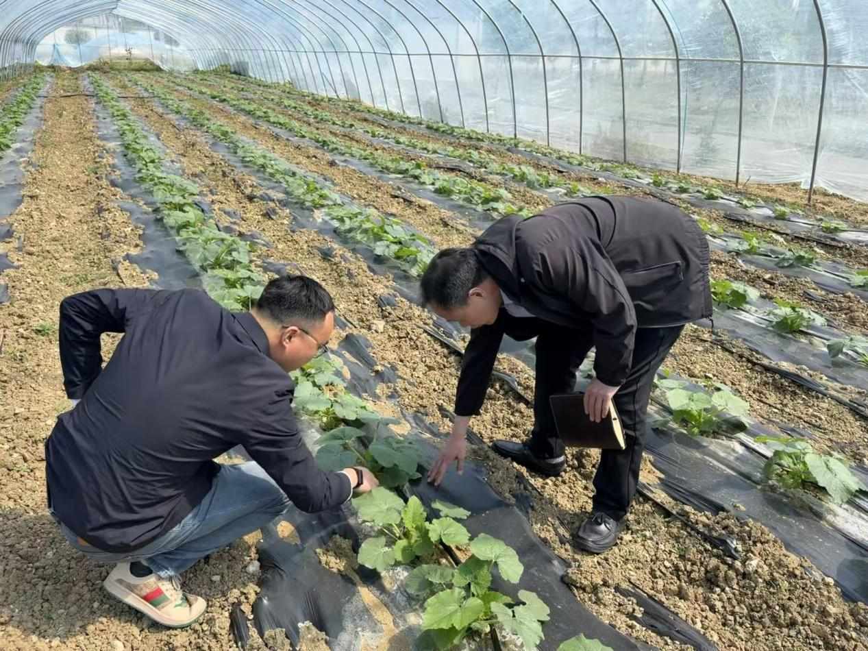 泗县气象局与农业农村局联合开展大棚瓜果技术指导(李瑞 摄)