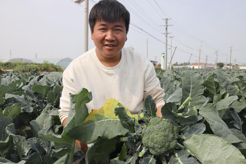 种植大户张迪展示准备出口的西蓝花(朱永生 摄)