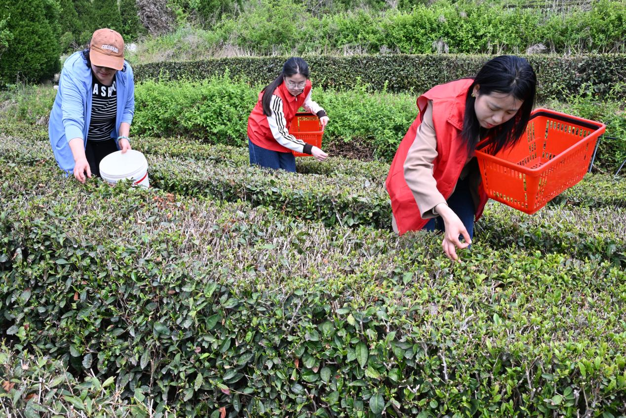 山东省青岛市即墨区田横镇的志援者在帮助茶农采摘茶叶。(张涛 摄)