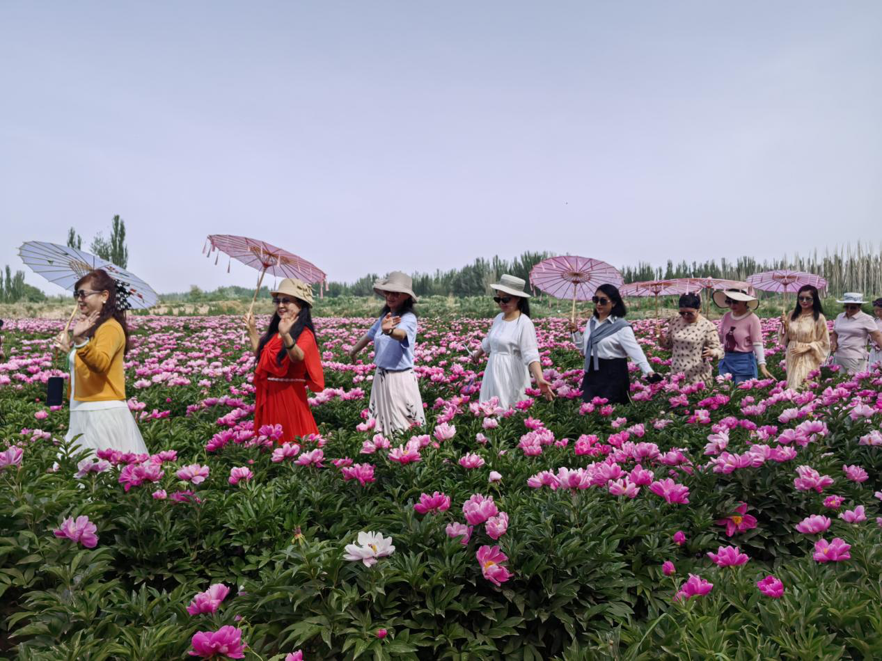 游客在芍药花种植基地赏花游玩(赵楠 摄)
