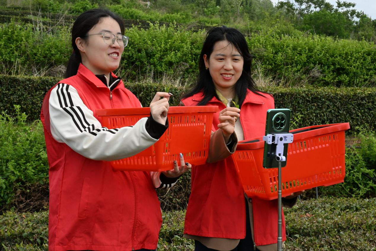志援者在茶园进行直播带货,帮助农民销售茶叶,助力农民增收致富。(张涛 摄)