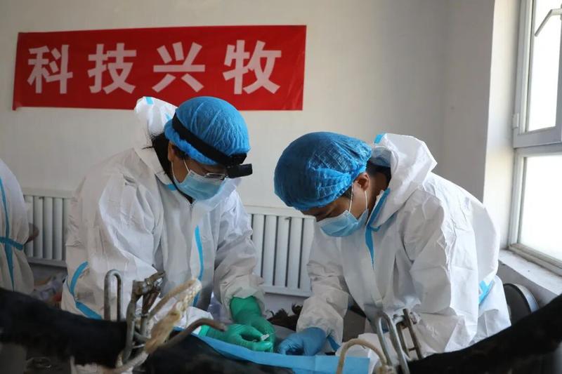 技术人员进行也木勒白羊胚胎移植手术(何秀娟 摄)
