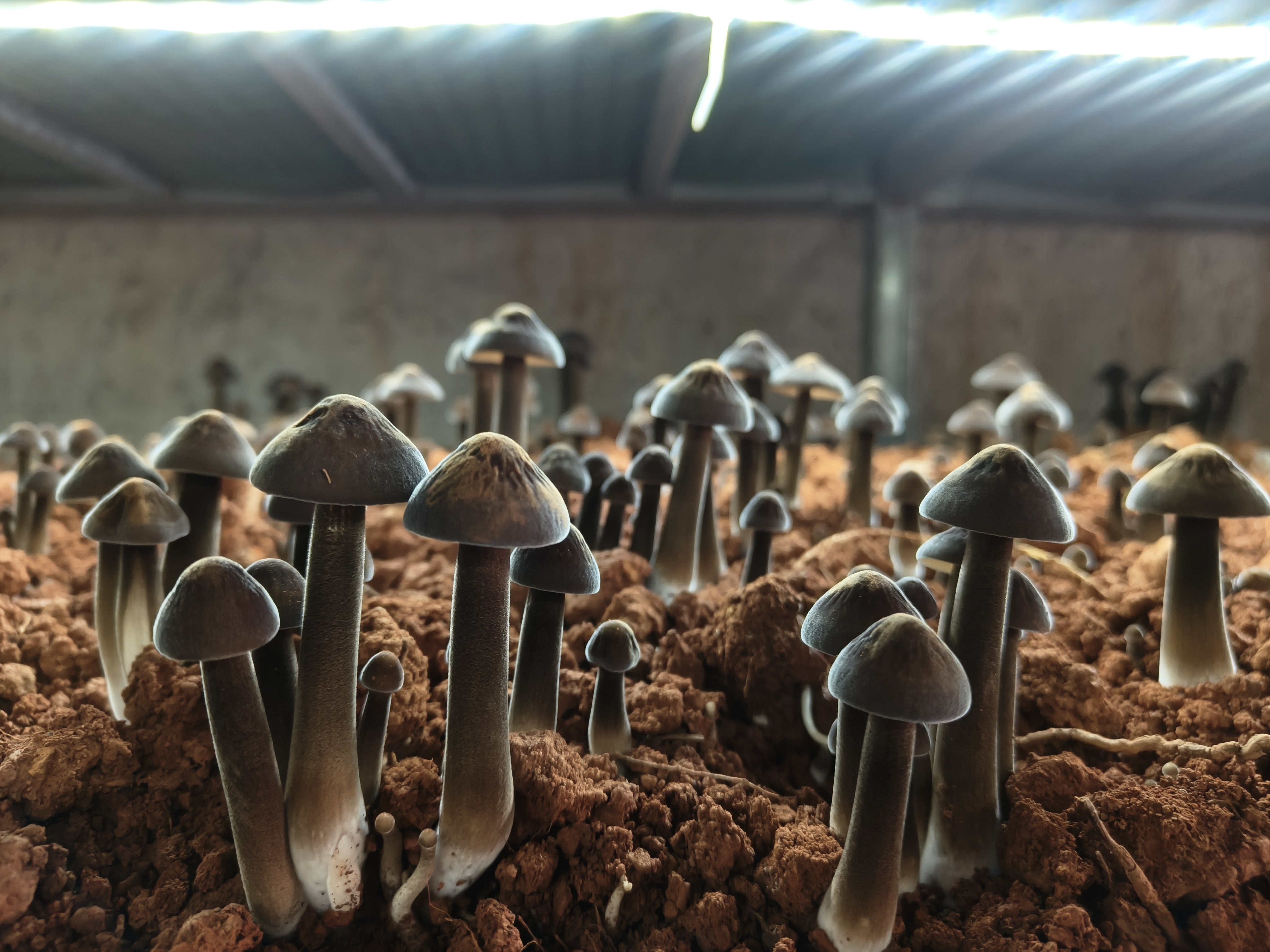 成熟的黑皮鸡枞(刘丽芬 摄)