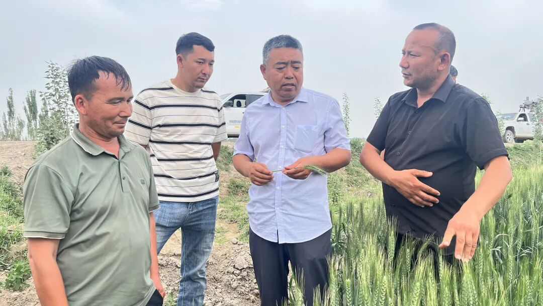 农技人员督导小麦无人机植保打药作业场景(齐曼古丽·萨塔尔 摄)