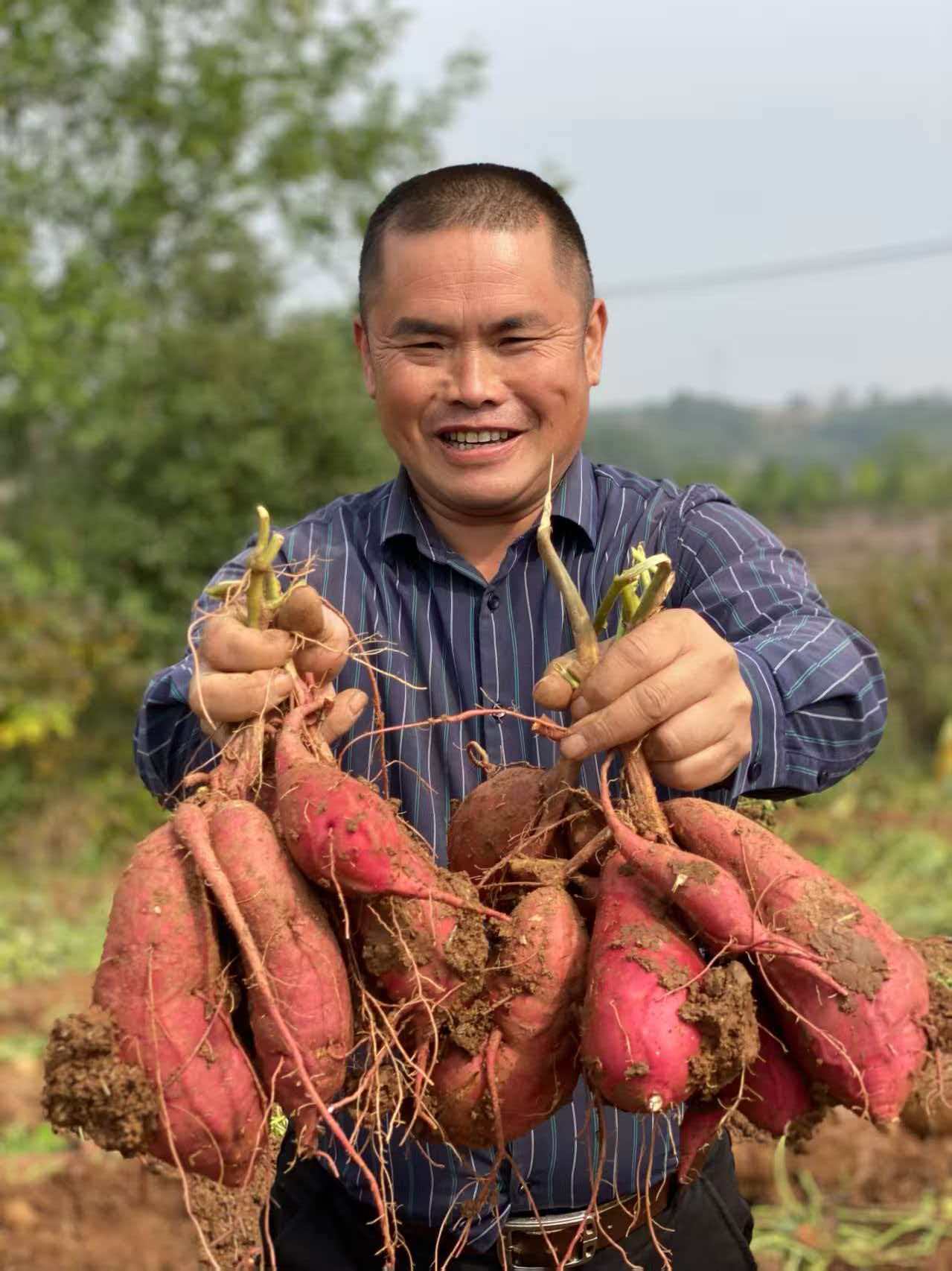 红薯喜获丰收(蒋子龙 摄)