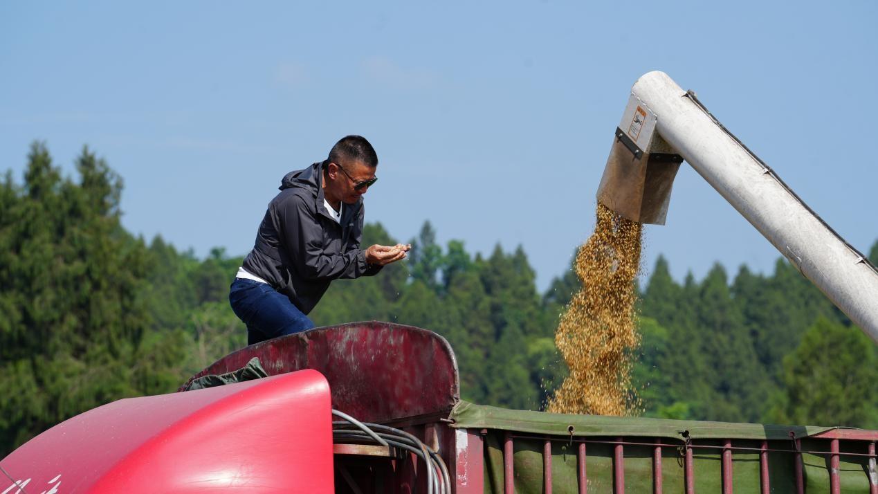 洪汉兵查看脱粒后的小麦情况(潘政吉 摄)