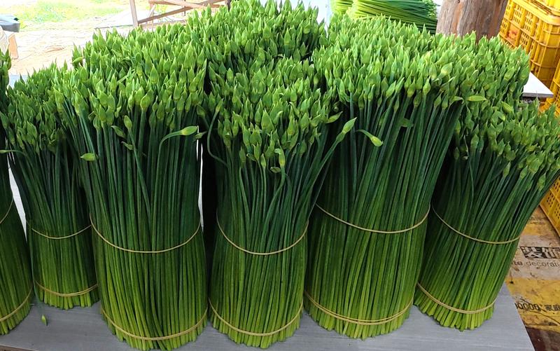 筛选、捆扎、装筐的新鲜韭菜花。(陶胜平 摄)