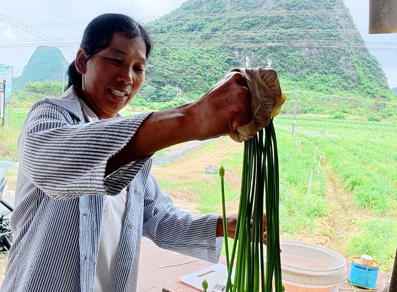 工人在剔除杂质、修剪花茎。(陶胜平 摄)