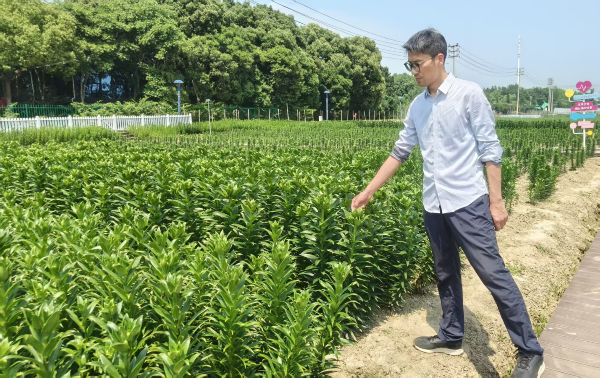 杨溇村党总支副书记周鹏介绍百合种植情况 (曾庆华 摄)