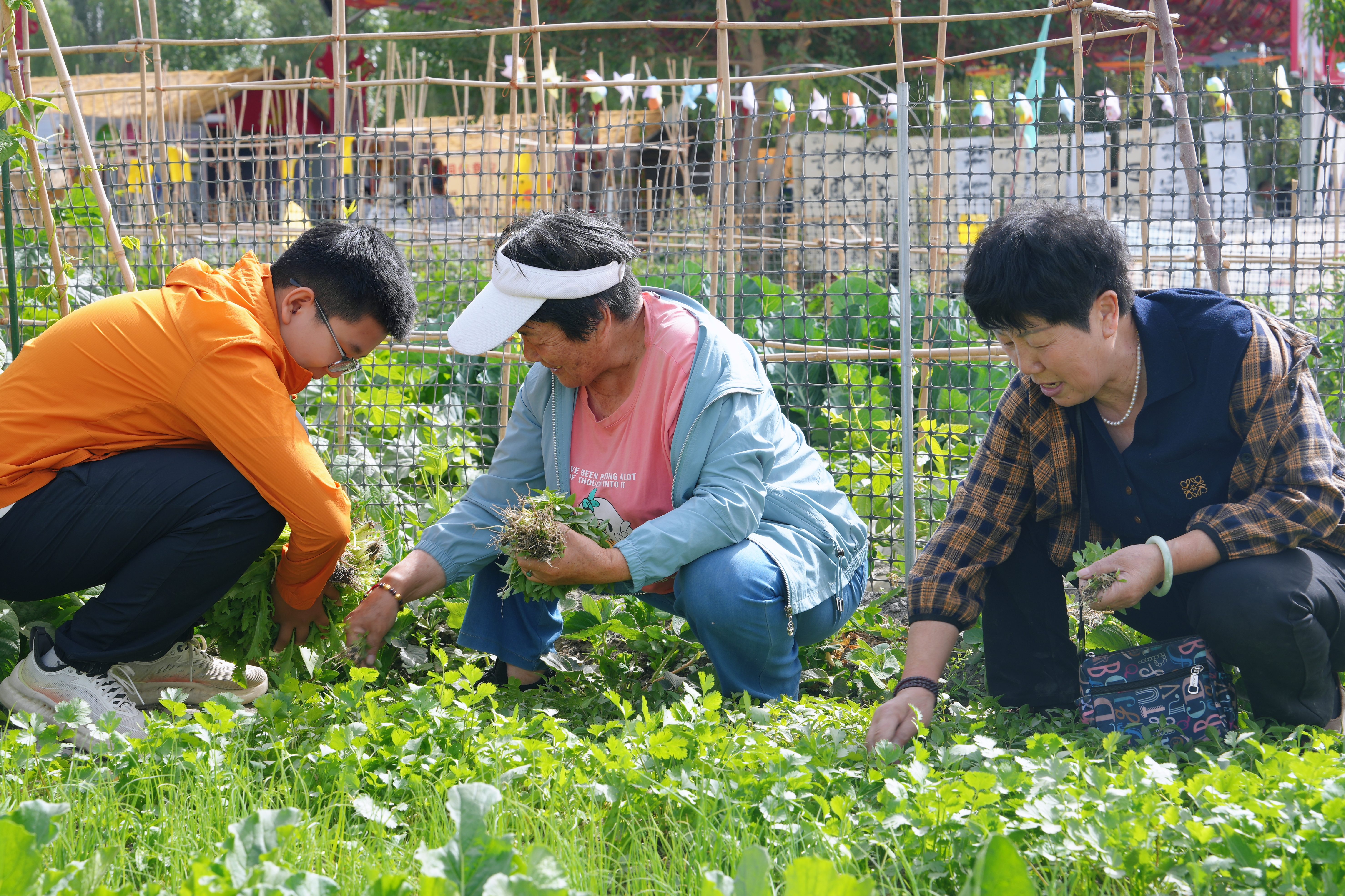 菜农采收蔬菜(魏源 摄)