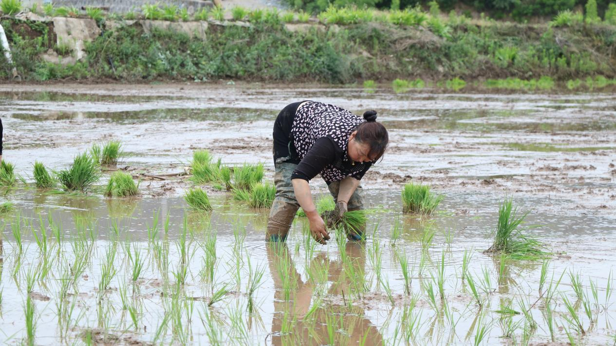 卢沟村村民在合作社水稻田人工插秧(陈争强 摄)