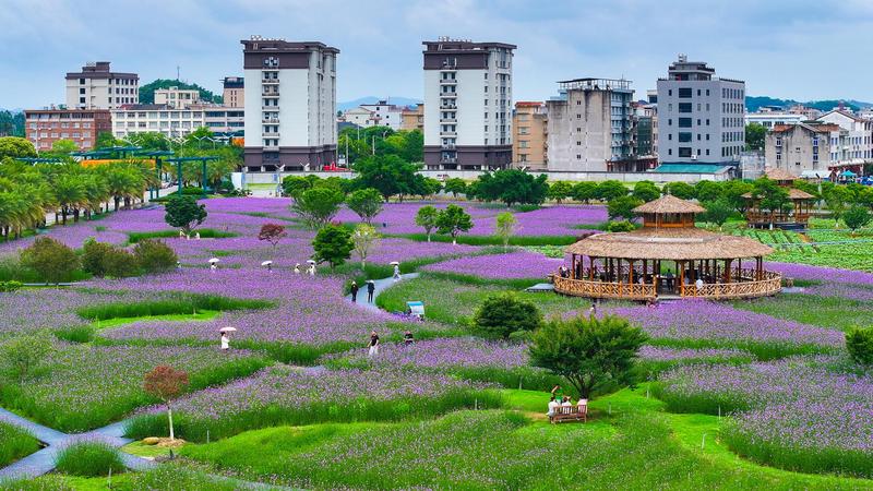 清江镇北塘村“花果飘香”农业观光园一角(曾盼 摄)