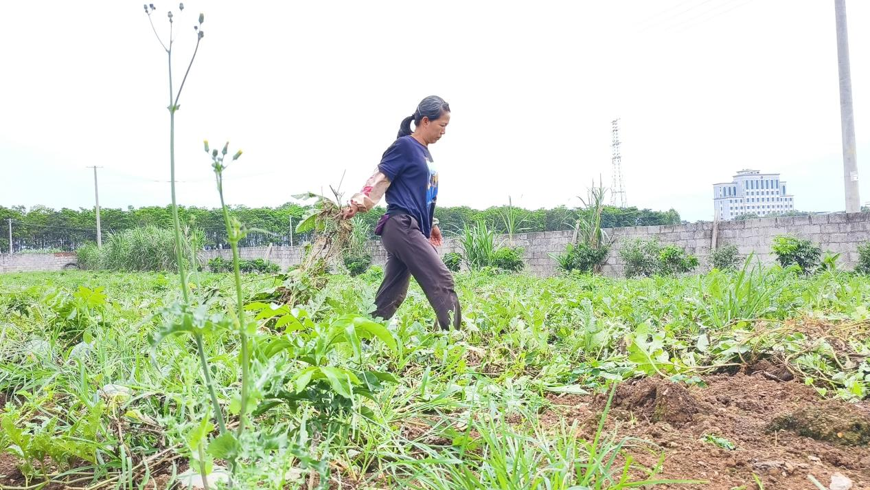 5月19日,在武宣县大龙村,有部分瓜农已开始割藤整地了。(向国华 摄)