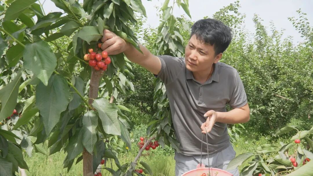 市民正在采摘樱桃(刘兵兵 摄)