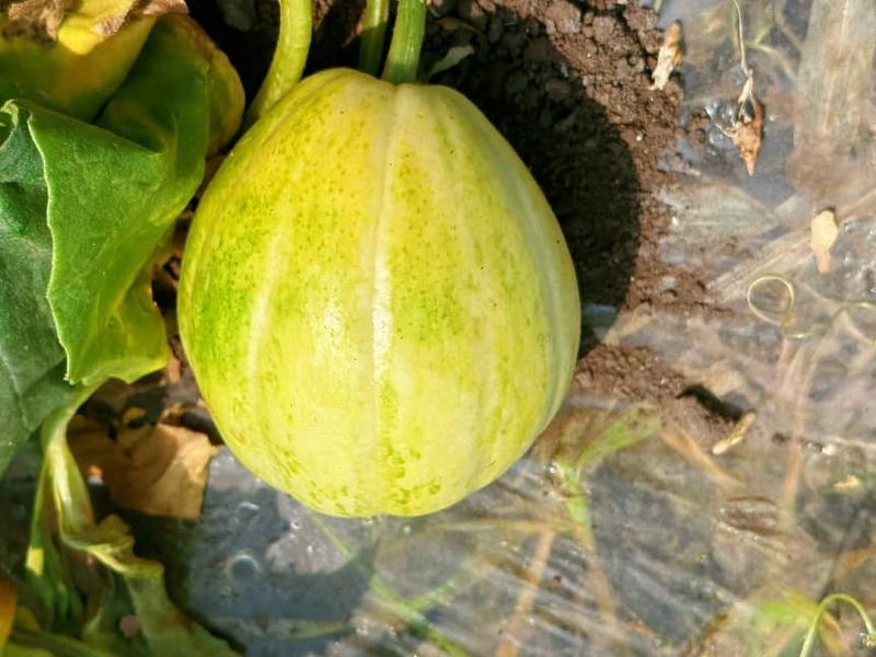 牛奶香瓜(孟维欣 摄)