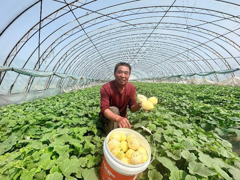 王占英展示刚采摘的牛奶香瓜(孟维欣 摄)