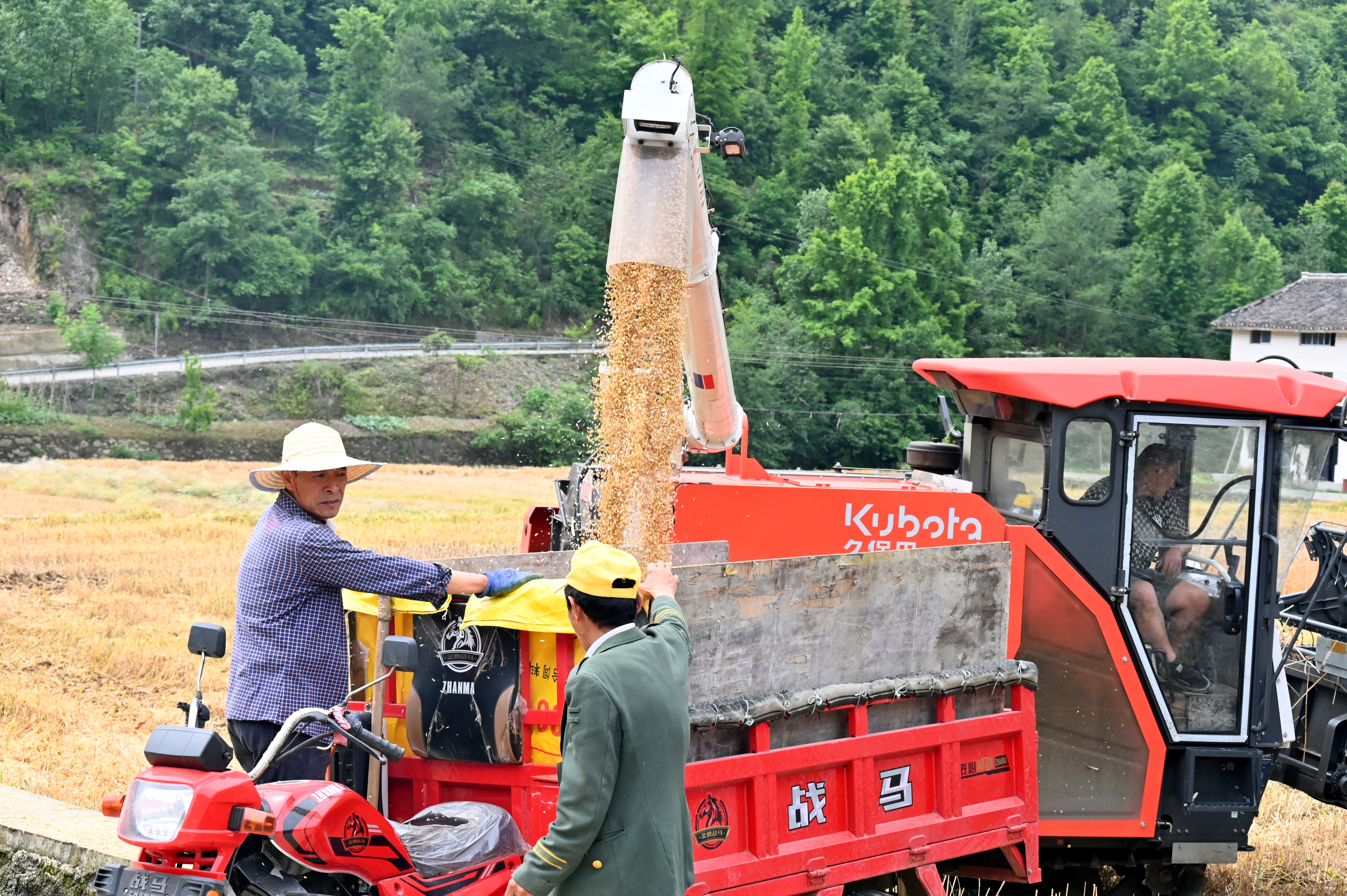 夏收现场(付元伟 摄)