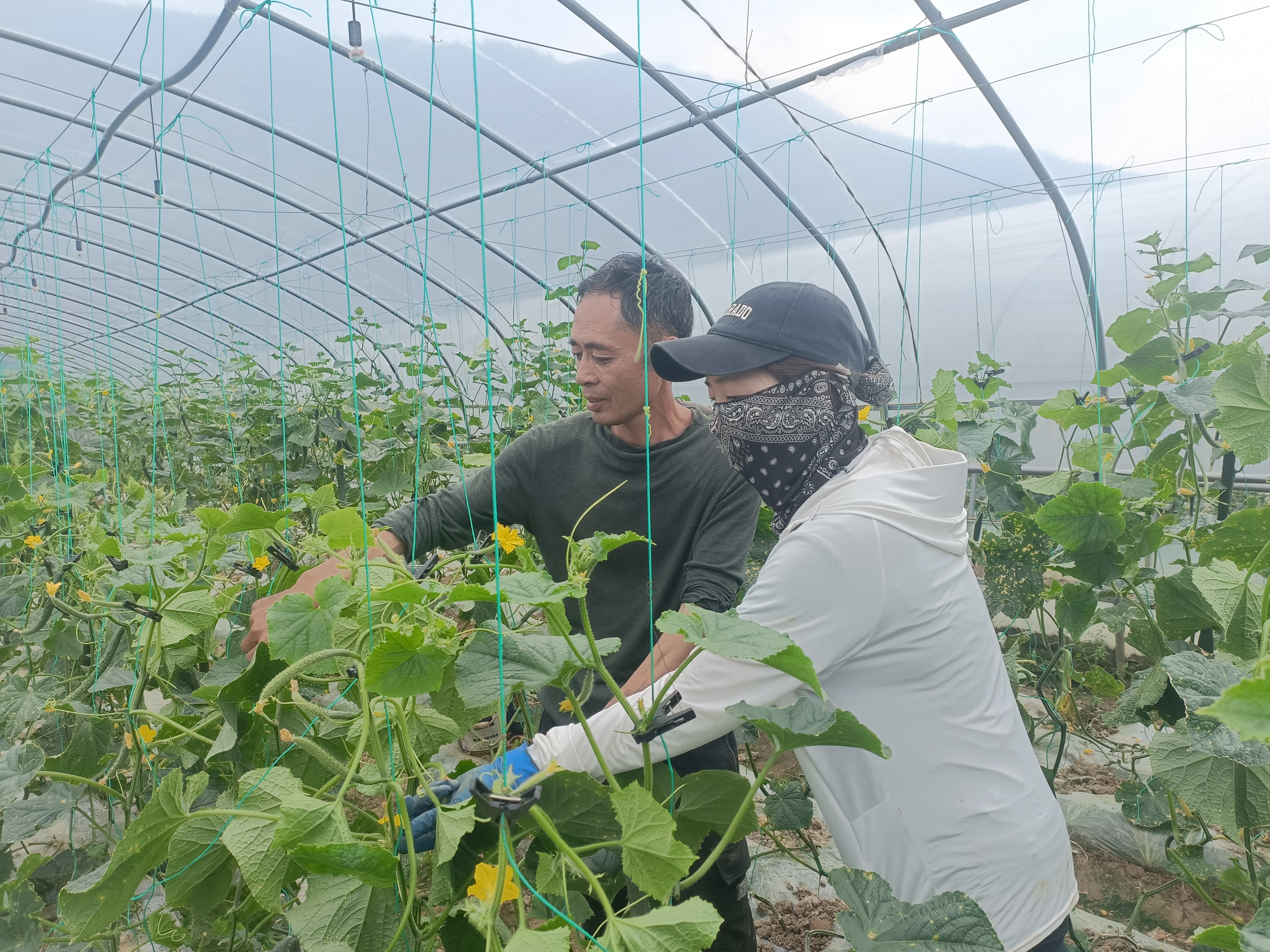 黄文茂(左)种植的20余亩蔬菜迎来丰收。(王菲菲 摄)