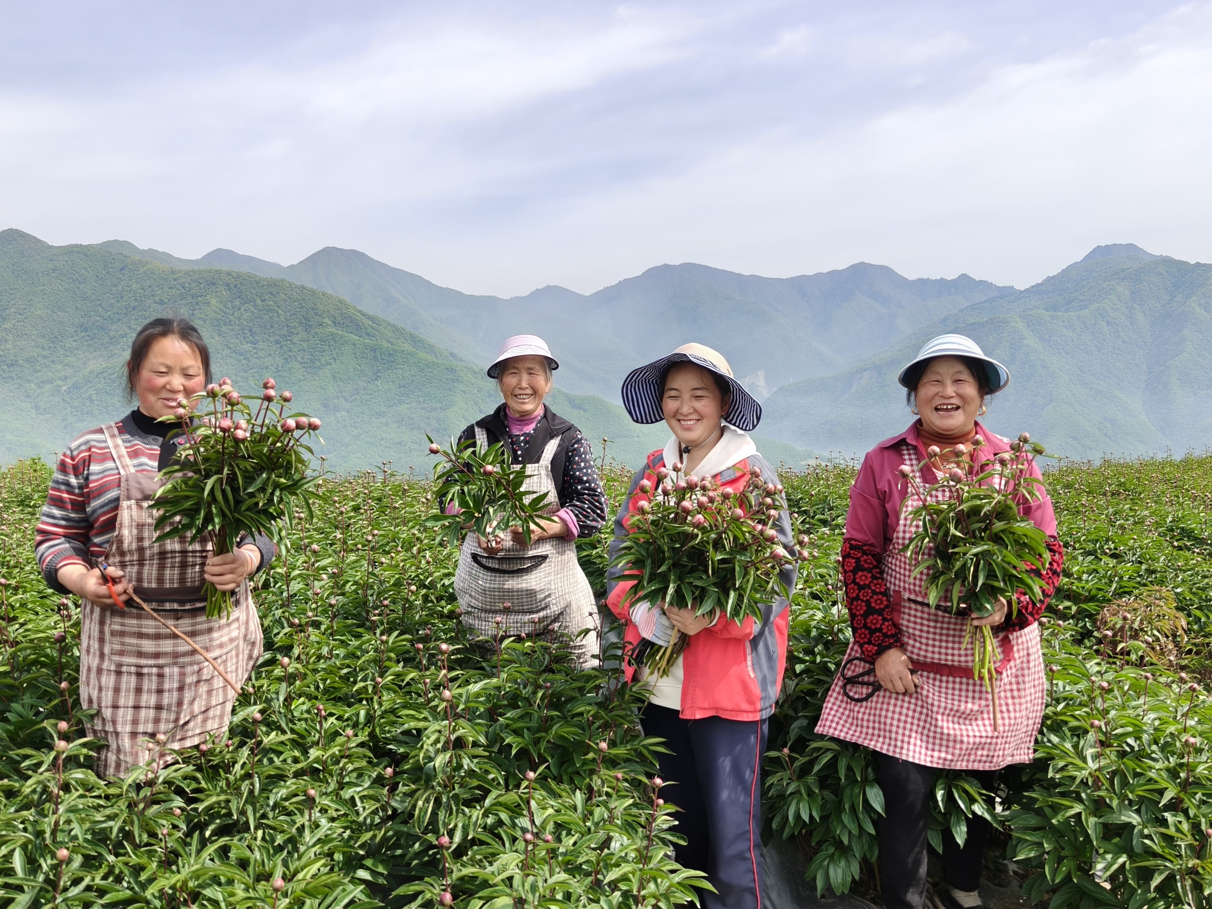 村民采收现场(沙丹 摄)