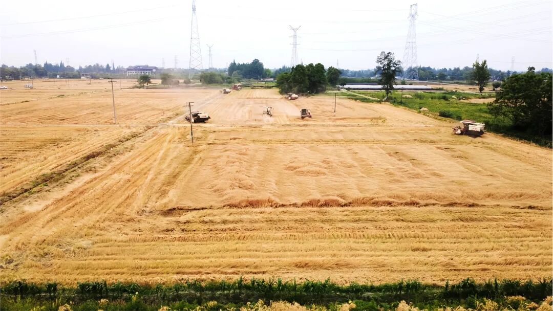 夏季丰收图(郭芯屹 摄)