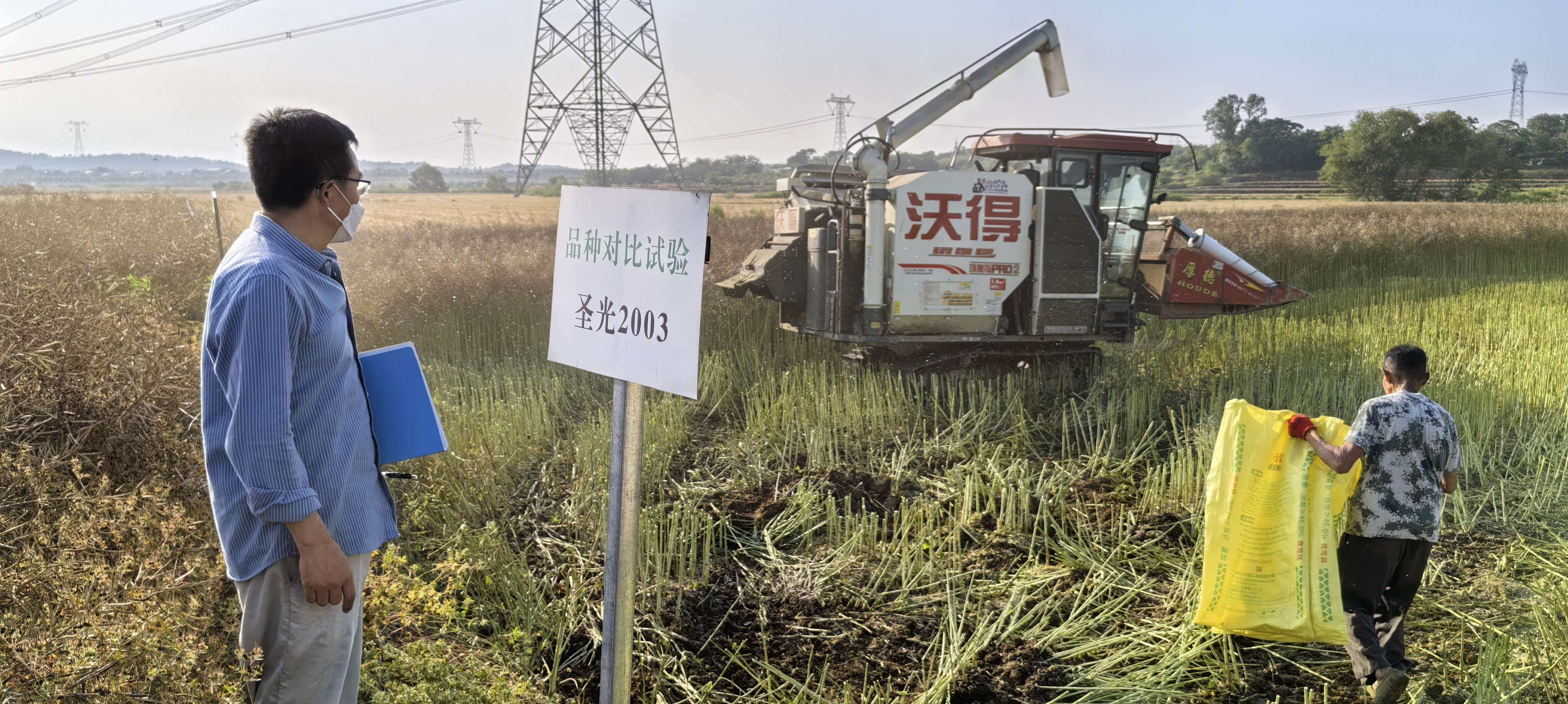 杨东升家庭农场油菜品种示范田测产收割现场(吴恺佶 摄)