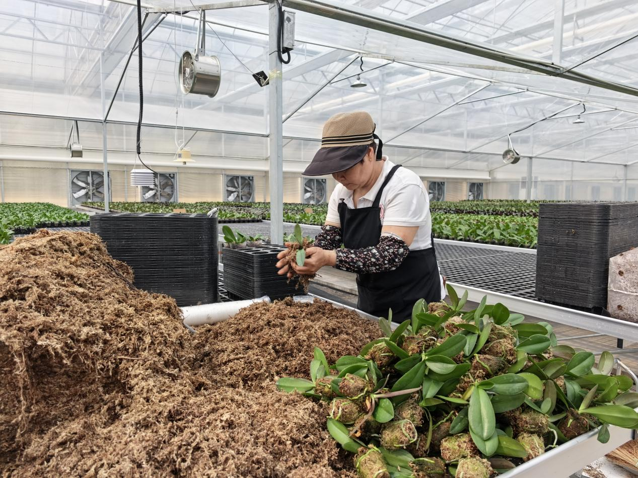 大湖村村民正在蝴蝶兰生产基地进行日常管护(王裕虎 摄)
